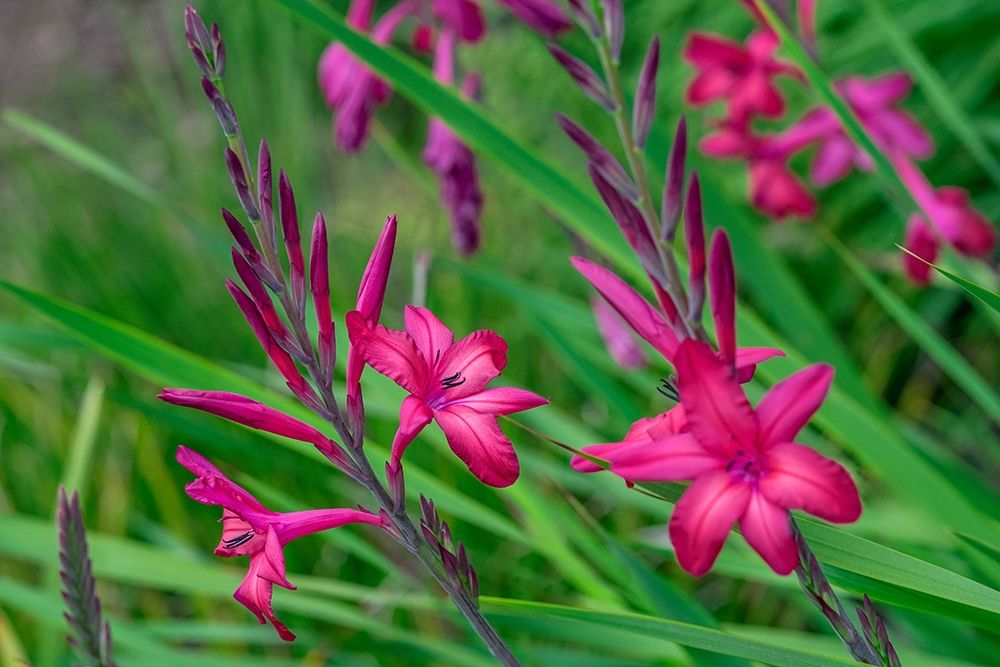 Pink Gladiolus